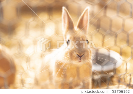Rabbit  53706162
