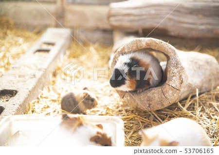 Guinea pig Guinea pig 53706165