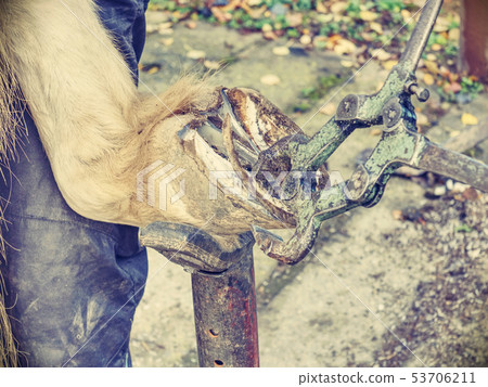 Blacksmith hands clean and adjust horse hooves Blacksmith hands clean and adjust horse hooves 53706211