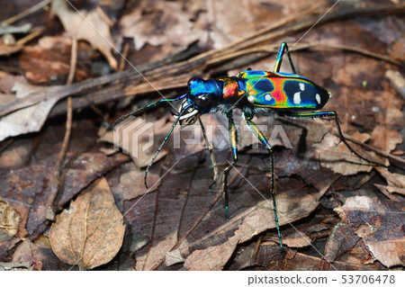 Tiger beetle (Nami tiger beetle) 53706478