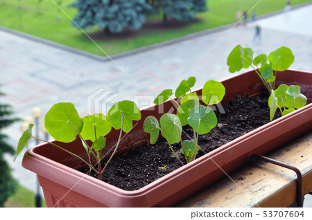 Growing nasturtium in the balcony box 53707604