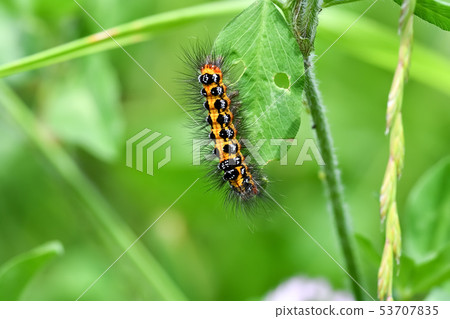 Larva of Monthirodukuga Larva of Monthirodukuga 53707835