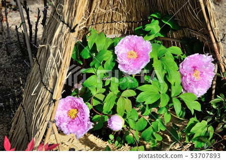 冬天牡丹 53707893