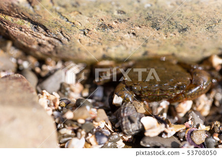 肉球近方蟹 53708050