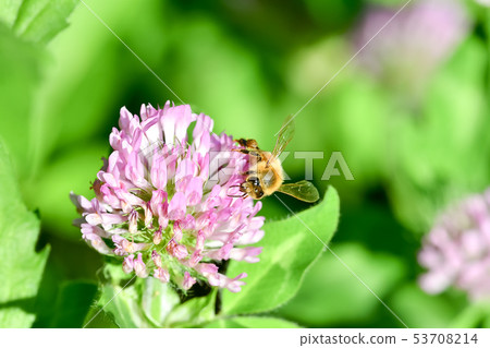 Purple sweet potato and honeybee 53708214