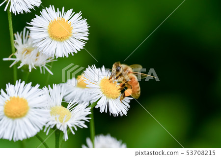 Halzion and bees 53708215