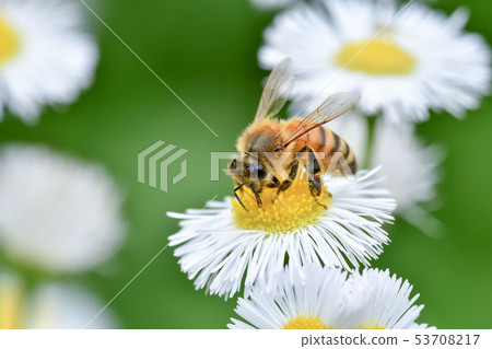 Halzion and bees 53708217