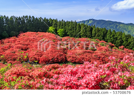 Kazurosan Azale 53708676