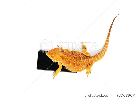 Bearded dragon on a smartphone 53708907