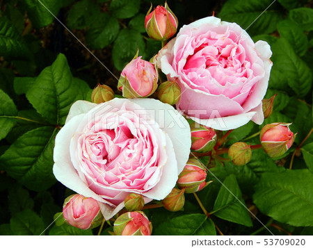 Early Summer Lake Biwa Otsukan Rose Maria Theresia 53709020