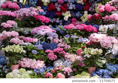 Tochigi City Tochigi Flower Center Hydrangea (new breed) 53709075