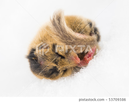 睡鼠在雪地上睡著了 53709386