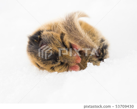 Dormouse asleep on the snow Dormouse asleep on the snow 53709430