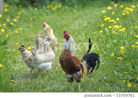 雞 雞 53709761