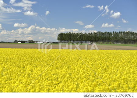 油菜田 53709763