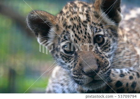 Jaguar's baby Jaguar's baby 53709794