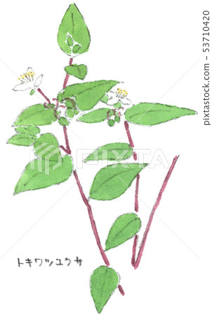 白月草 常盤月草 插圖素材 圖庫