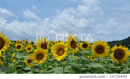 Sunflower field 53710449