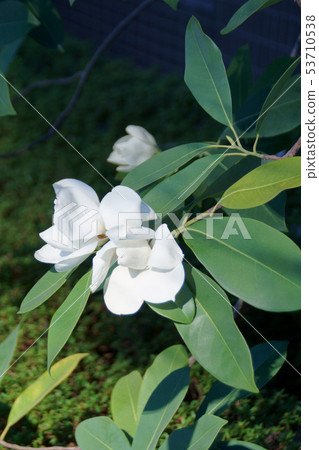 Miyama ganjo miyamagansho花語“甜蜜的誘惑” 53710538