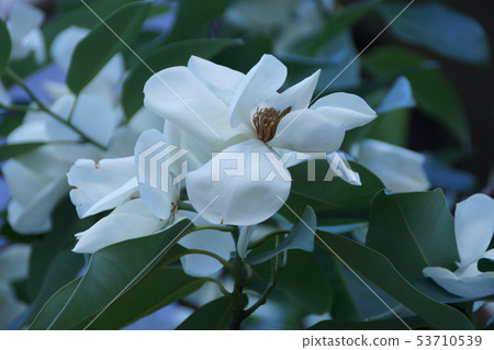 Miyama ganjo miyamagansho flower language "sweet temptation" 53710539