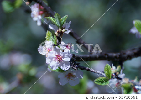 Plum blossoms Yusu Laume flower language "brightness" Plum blossoms Yusu Laume flower language "brightness" 53710561