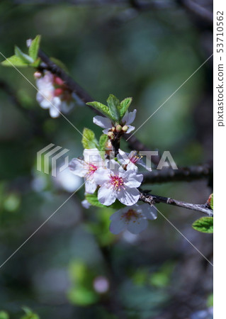 Plum blossoms Yusu Laume flower language "brightness" Plum blossoms Yusu Laume flower language "brightness" 53710562