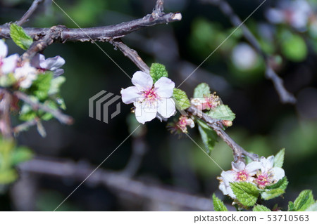 Plum blossoms Yusu Laume flower language "brightness" Plum blossoms Yusu Laume flower language "brightness" 53710563
