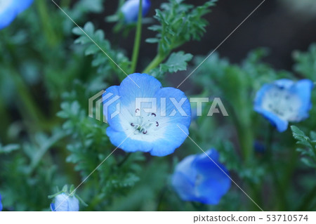 Scarlet arabesque nemophila Flower language is "fresh mind" Scarlet arabesque nemophila Flower language is "fresh mind" 53710574