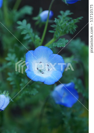 Scarlet arabesque nemophila Flower language is "fresh mind" Scarlet arabesque nemophila Flower language is "fresh mind" 53710575