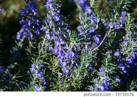 Rosemary flower language is "quiet strength" Rosemary flower language is "quiet strength" 53710576