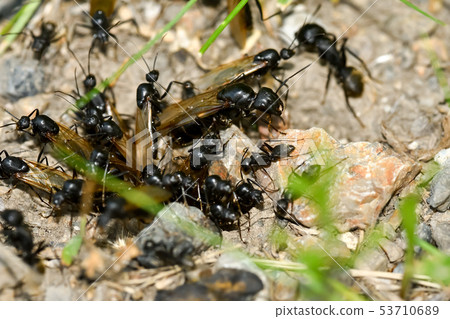 Black ants nest 53710689