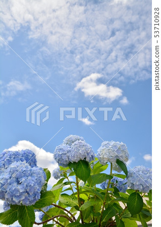 Hydrangea in the clear in the rainy season Hydrangea in the clear in the rainy season 53710928