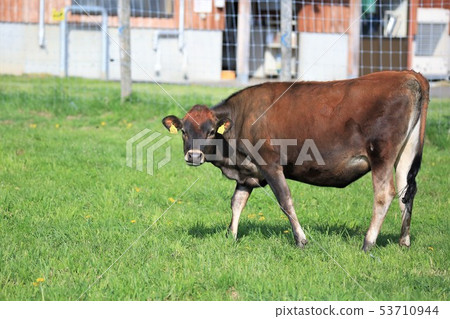 Jersey cattle Jersey cattle 53710944