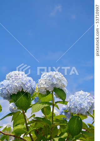Hydrangea in the clear in the rainy season Hydrangea in the clear in the rainy season 53710997