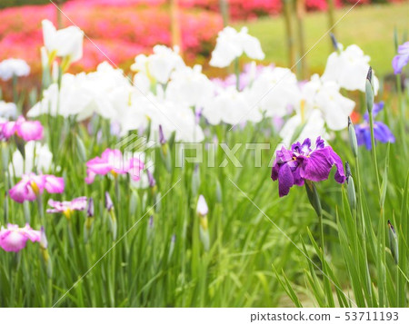 花蕾五顏六色的花 花蕾五顏六色的花 53711193