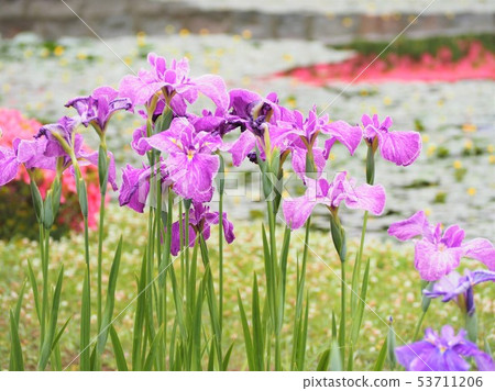 花蕾五顏六色的花 花蕾五顏六色的花 53711206