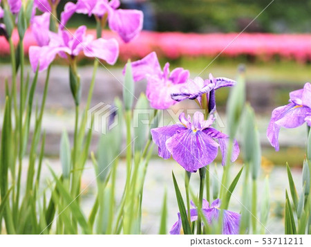 花蕾五顏六色的花 53711211