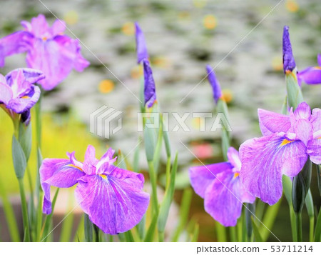 Flower buds colorful flowers 53711214