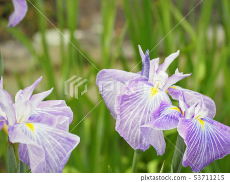 Flower buds colorful flowers 53711215