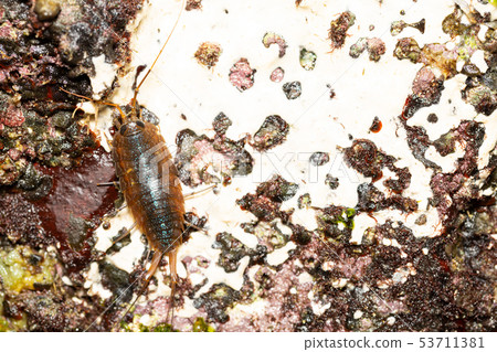 利賈異國情調 53711381