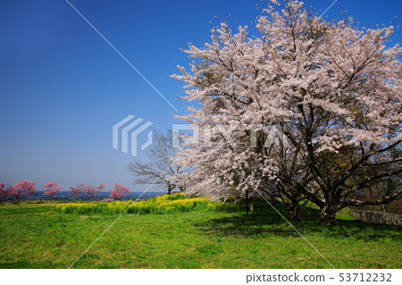 Taketa City Spring Cherry blossoms blooming Okajo Pass Taketa City Spring Cherry blossoms blooming Okajo Pass 53712232