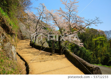 Taketa City Spring Cherry blossoms blooming Okajo Pass 53712233