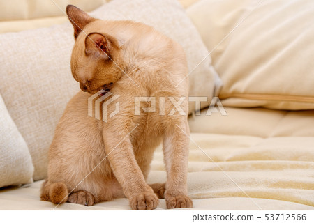 Burmese cat kitty color chocolate, is a breed of Burmese cat kitty color chocolate, is a breed of 53712566