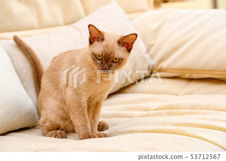 Burmese cat kitty color chocolate, is a breed of Burmese cat kitty color chocolate, is a breed of 53712567