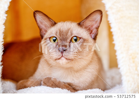 Burmese cat kitty color chocolate, is a breed of Burmese cat kitty color chocolate, is a breed of 53712575
