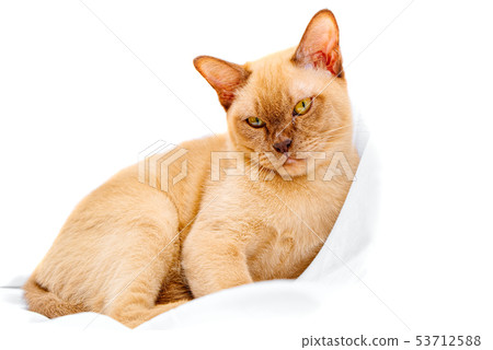 Burmese cat kitty color chocolate, is a breed of Burmese cat kitty color chocolate, is a breed of 53712588