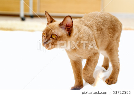 Burmese cat kitty color chocolate, is a breed of 53712595