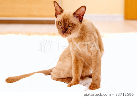 Burmese cat kitty color chocolate, is a breed of Burmese cat kitty color chocolate, is a breed of 53712596