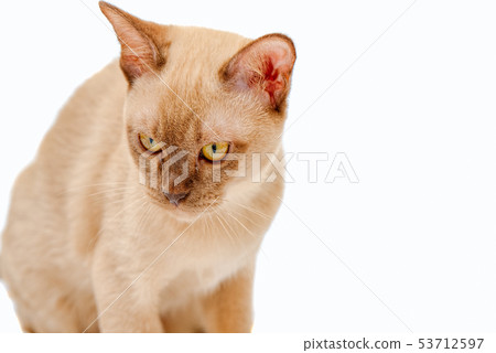 Burmese cat kitty color chocolate, is a breed of Burmese cat kitty color chocolate, is a breed of 53712597
