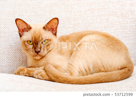 Burmese cat kitty color chocolate, is a breed of 53712599